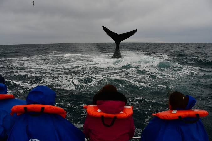 Fiesta Nacional de la Ballena Franca Austral