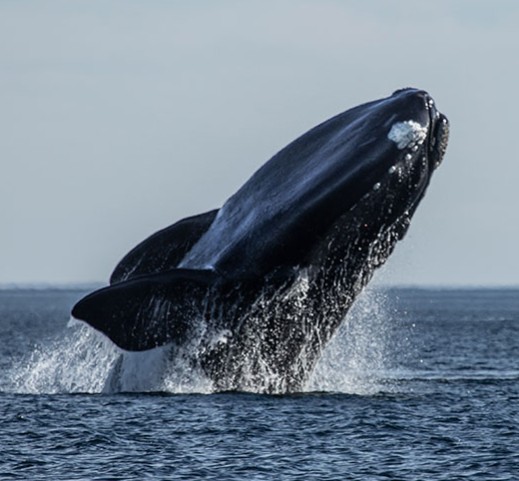 Avistaje de ballenas francas