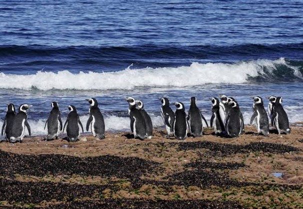 Pingüinos de Magallanes