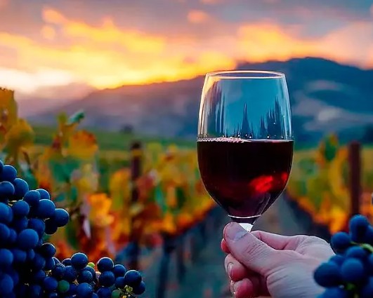 Vino Malbec