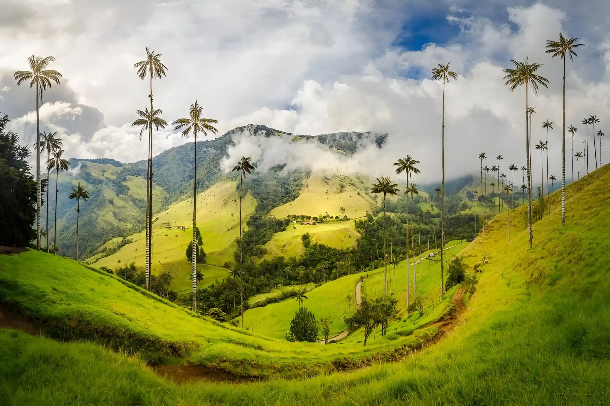 Valle de Cocora