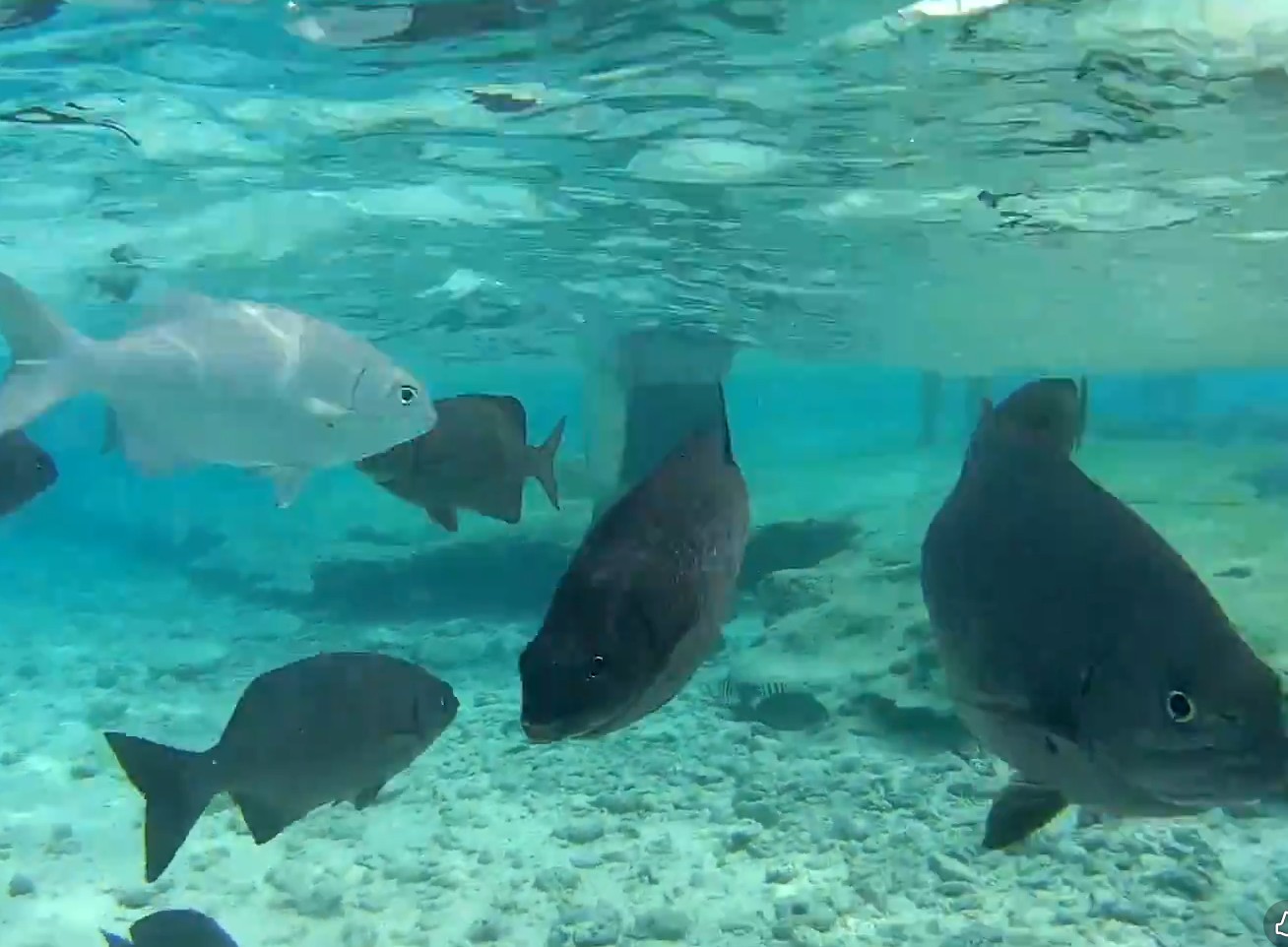 Acuario de San Andrés