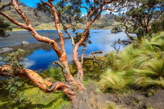 Parque Nacional Cajas