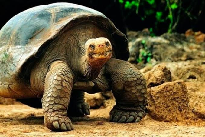 Tortugas Gigantes
