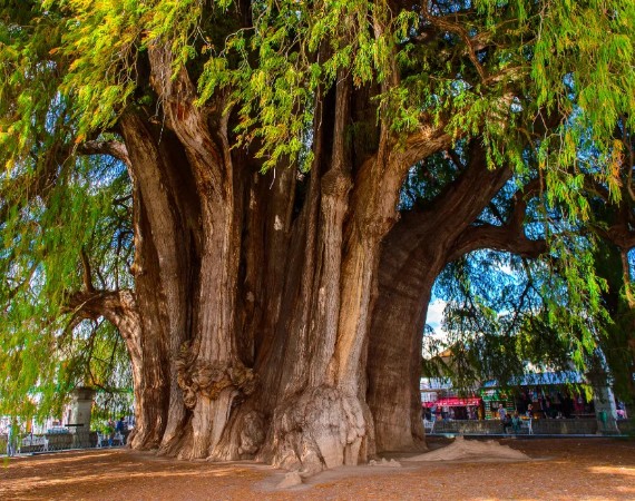 Árbol del Tule
